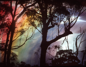 Rainbow Forest - Blend of 2 transparencies